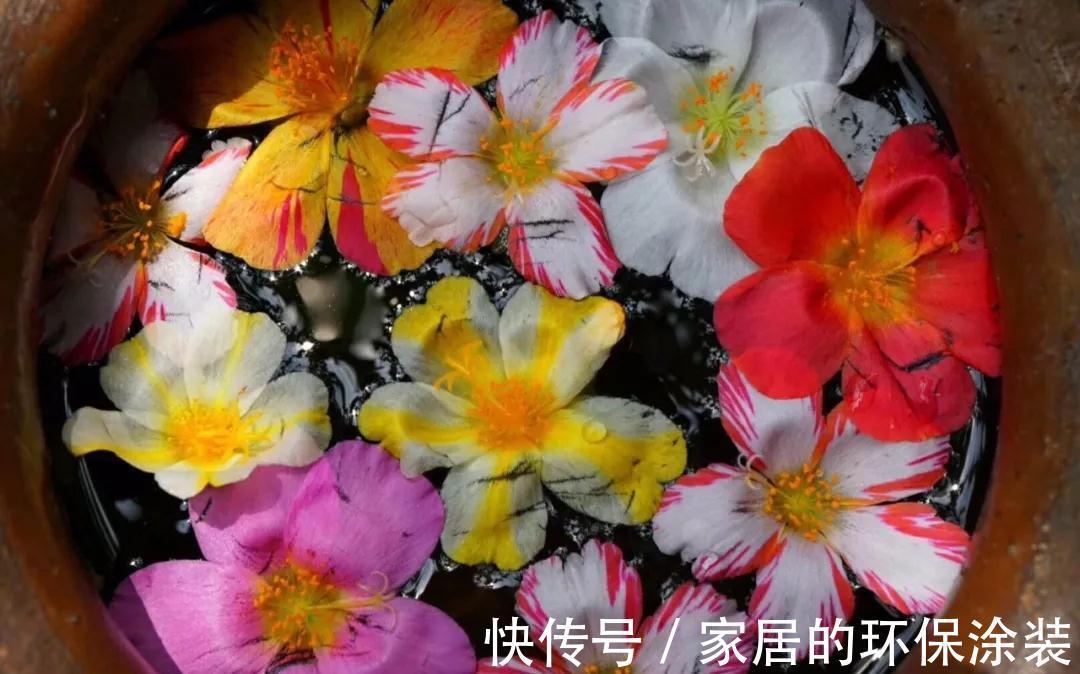 一年生|这14种花是一次性的,开完花就直接扔了吧,别浪费感情了