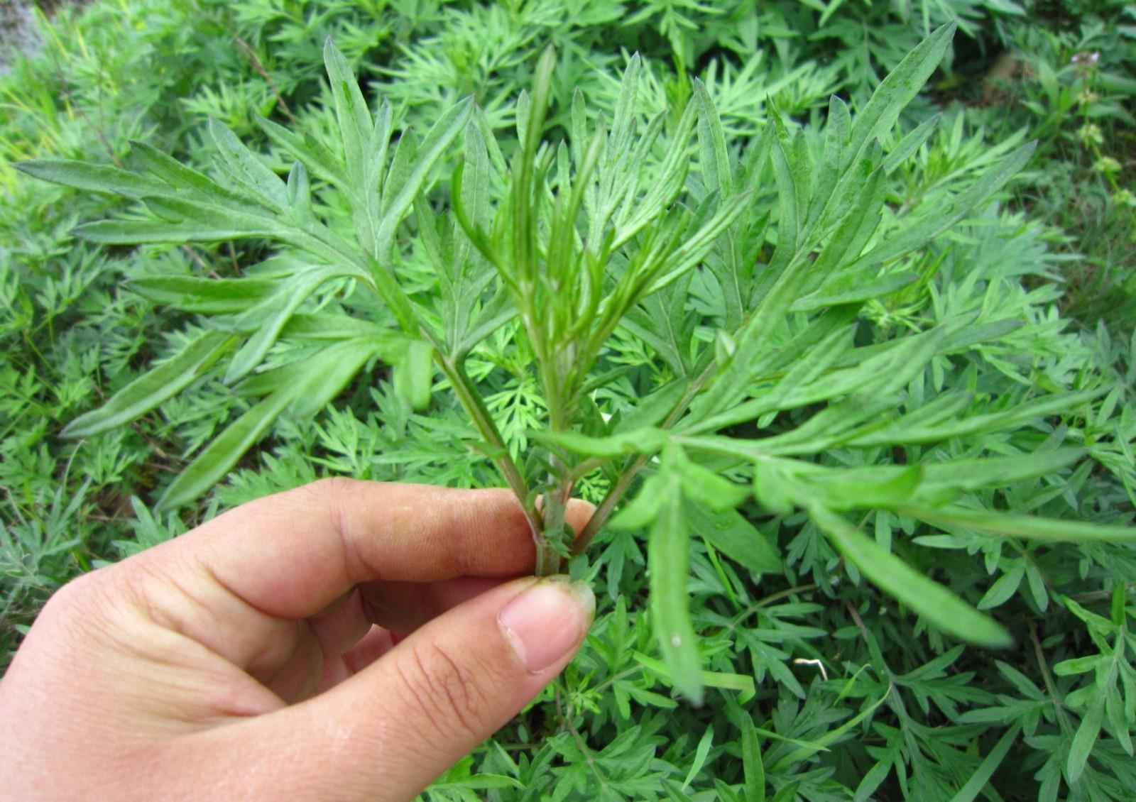 艾叶煮水|北京一女子，经常用艾叶煮水洗头，5个月后，身体有什么变化吗？