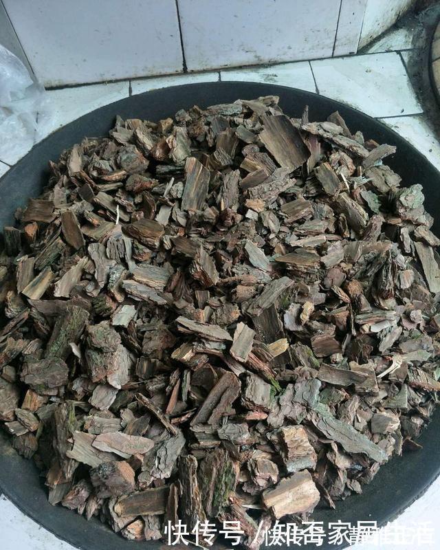 蹭蹭|这玩意1分钱不值，垫在花盆底，养啥花都旺，蹭蹭长爆盆