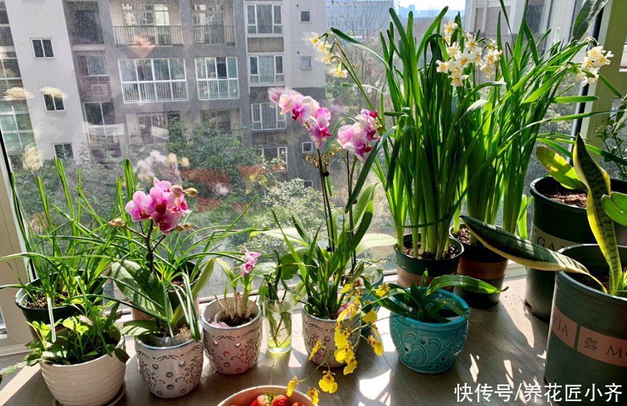 封闭阳台里养花，要给花准备“电器”，只有舍得电费，才能养好花