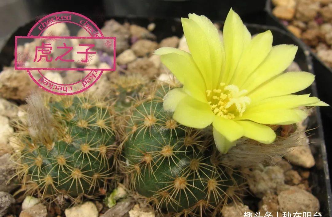 士童|误以为仙人掌很难开花,凑齐“4个条件”,开花一点不稀奇!