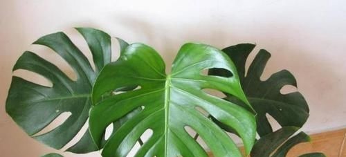 矿泉水瓶|养花:用这些“神奇水”浇灌,盆栽开花变多、叶片绿如冒油