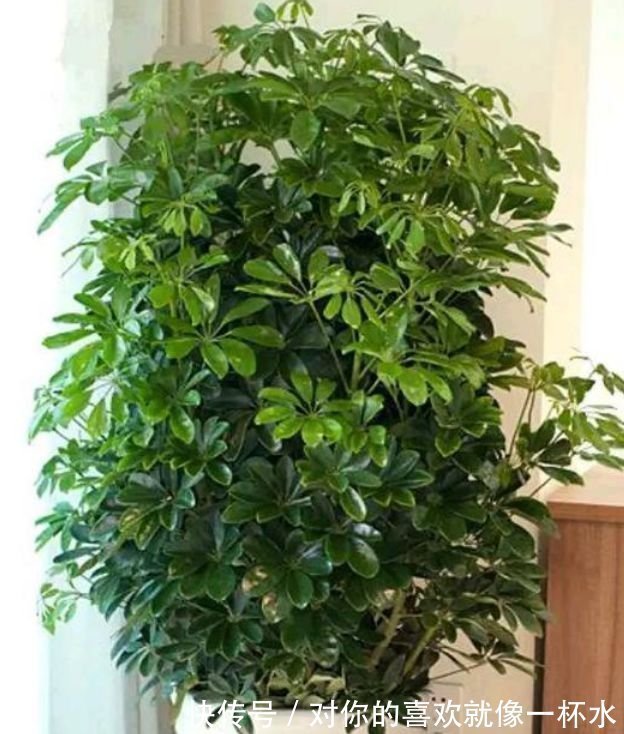 幸福树|4种花很好养,耐热耐晒更耐旱,夜里释放氧气,空气清新,助睡眠