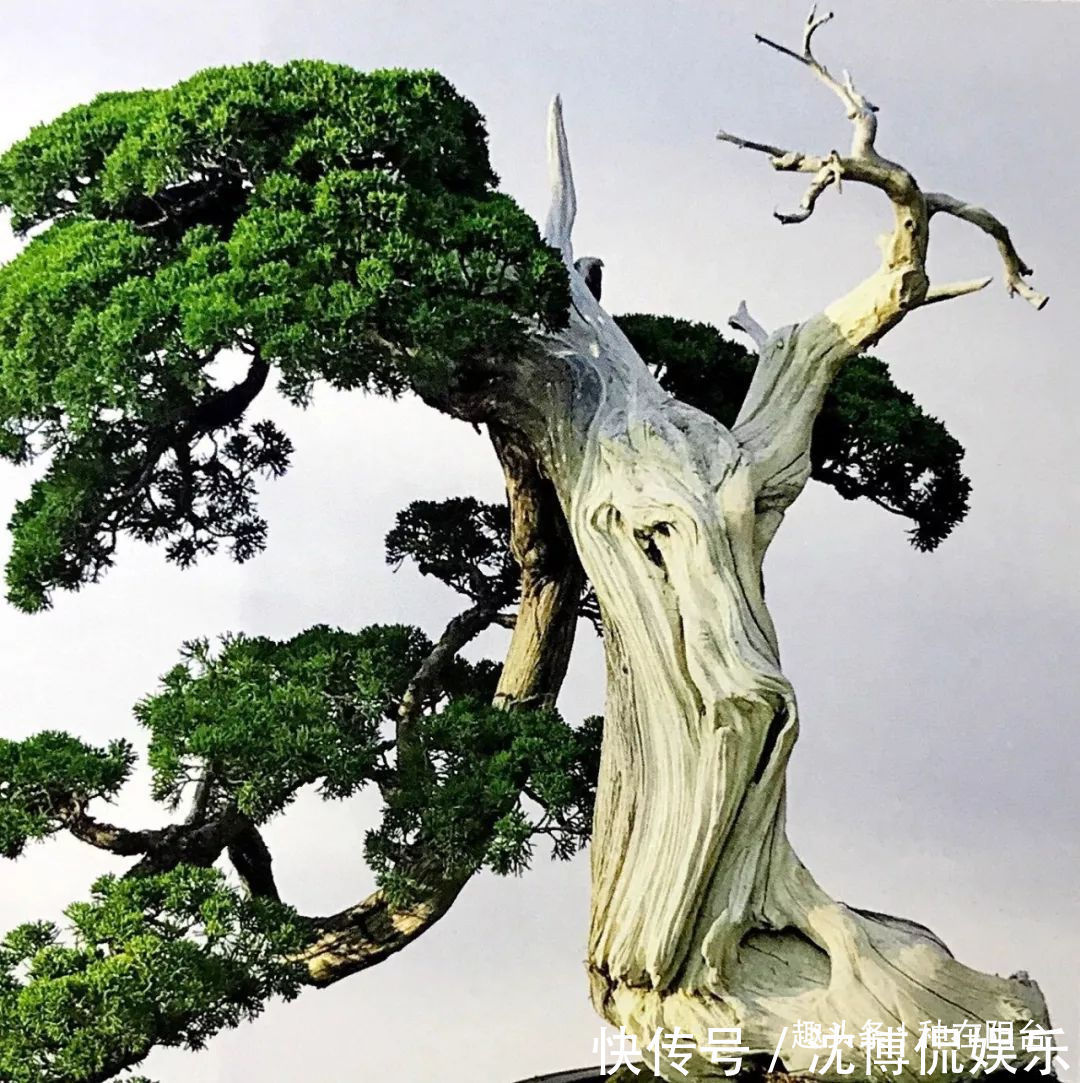 台友们|老实交代,你们觉得盆景制作步骤太难记吧那就念这十字箴言咯!