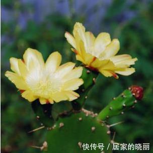 能防辐射|办公桌上放一盆多肉仙人掌,真的可以防辐射吗?