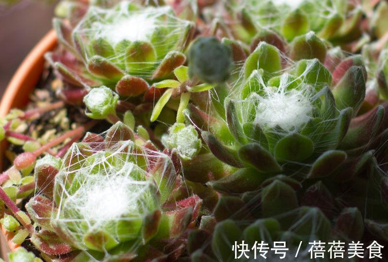会吐丝的多肉你见过吗,点进来,蛛丝卷绢的养殖方法在这里get