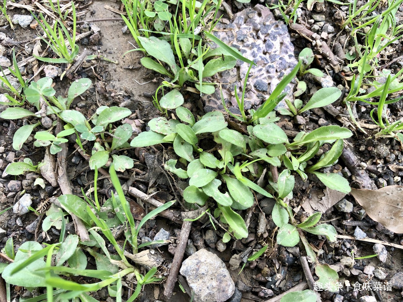 马齿苋|此8种野菜不用花钱买,来认识一下,营养高味道好,错过等明年了