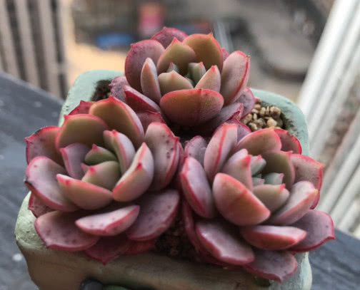 多肉凌波仙子怎么养教你3个小妙招，养出精致可爱的凌波仙子