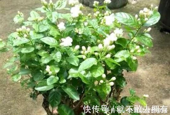 花盆里放点此个,一个月就爆盆了,两年都不黄叶