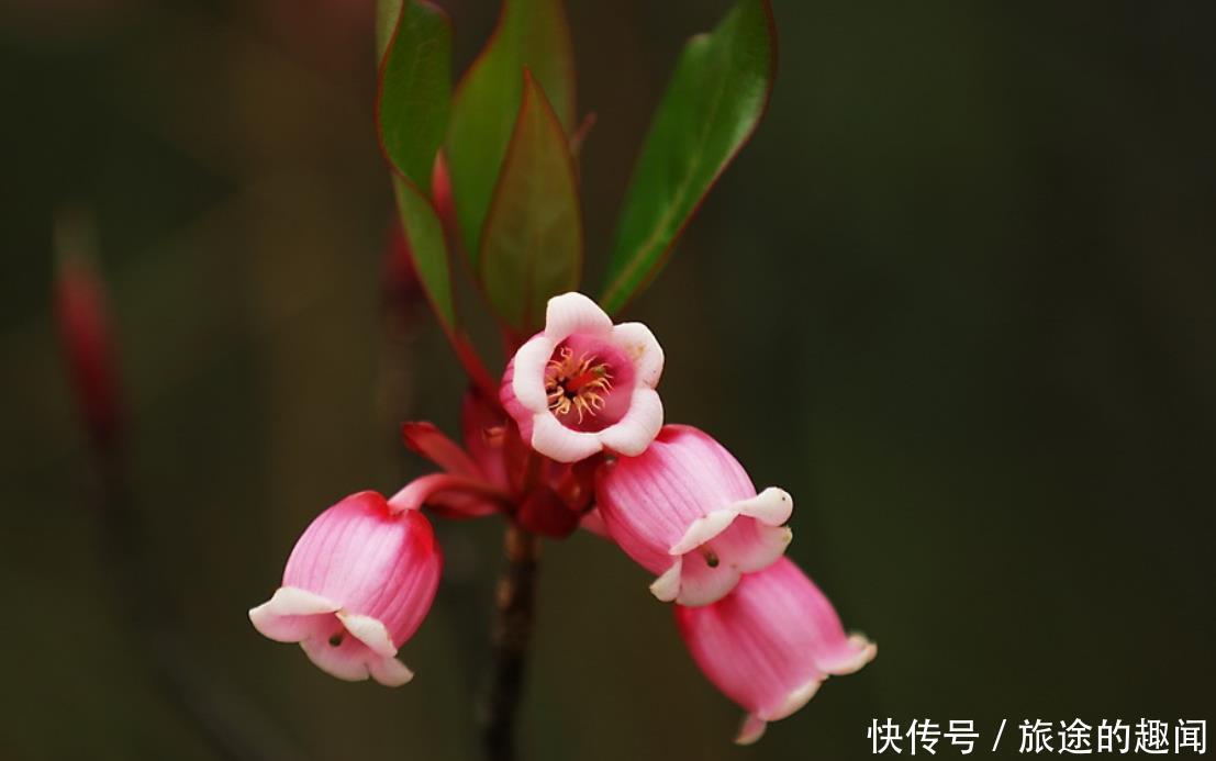 温度|几种花，高手都养不活，能养好的都是大师