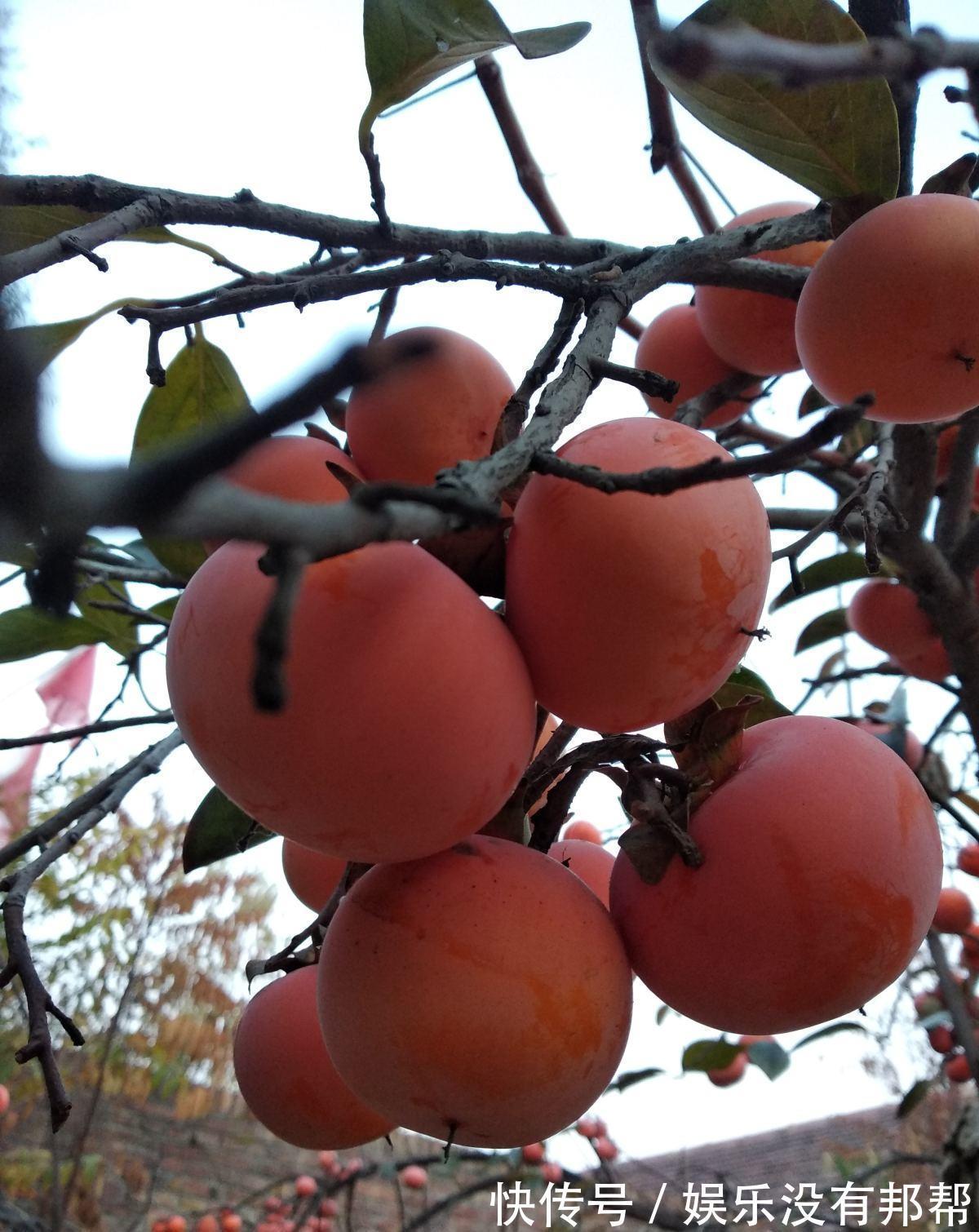 花苞|9月对于养花人来说，是个“幸运月”，6个好消息马上就来
