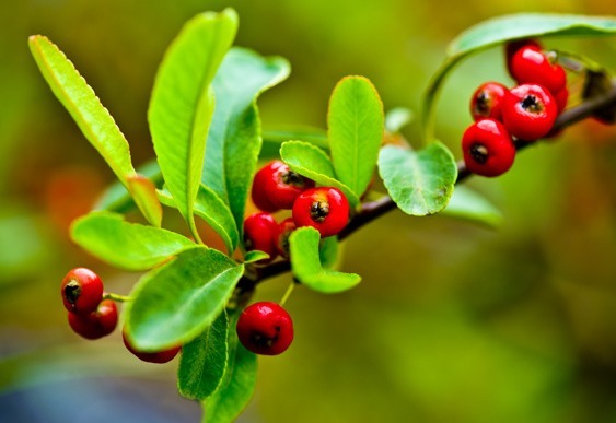 在阳台上就养这些花卉,好看又好养,很容易就长成瀑布