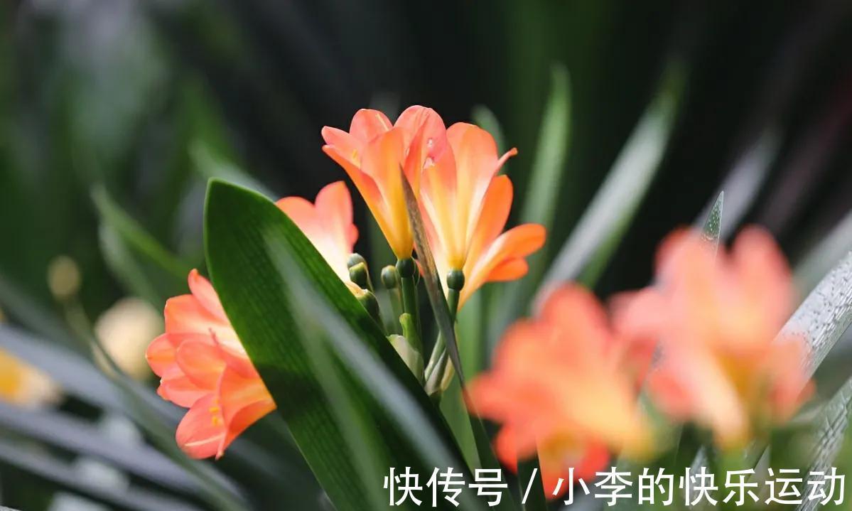 冬季君子兰“夹箭”,4点是关键,做好后让君子兰开花不难