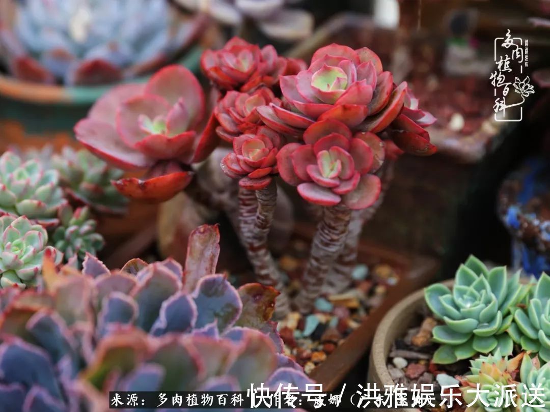 橙梦露|笼子里露养的多肉,越养越美!有多肉的日子伴着小确幸!