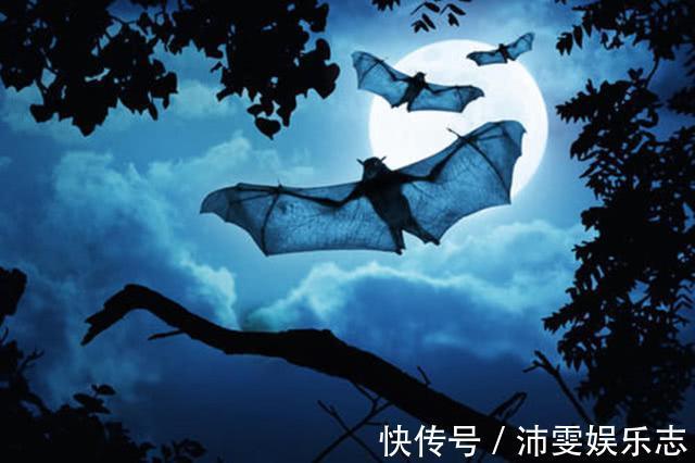 吸血蝙蝠|蝙蝠在中国古代是福气的象征,为何在西方人眼里,却是恶魔的代表