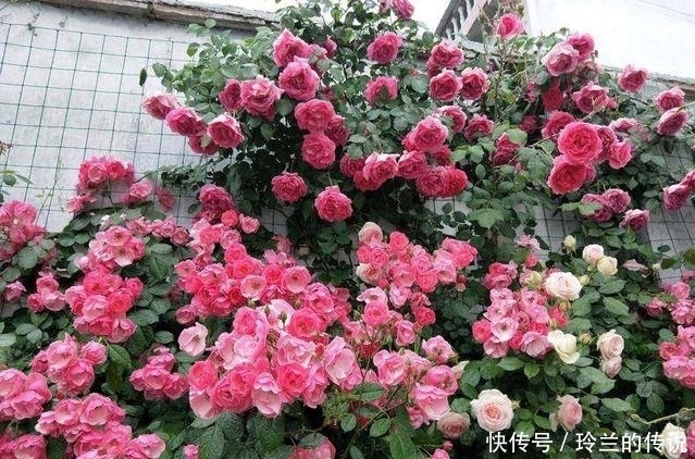 奥绿|1年前不顾家人反对种月季，如今美呆了