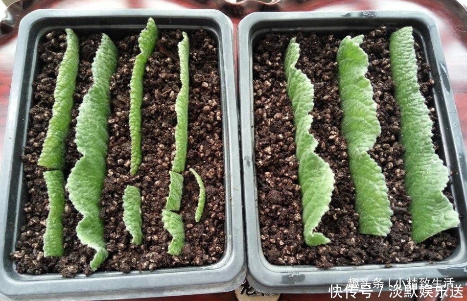叶子|这种花,摘片叶子划2刀,插土里20天爆小苗,花大形美、颜色艳