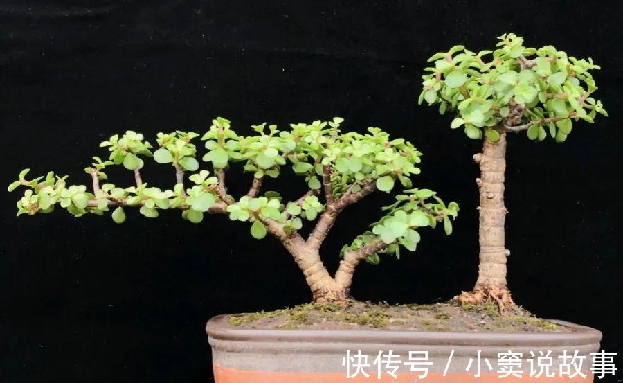 金枝玉叶不能长太高,越矮越值钱,一长高就砍!