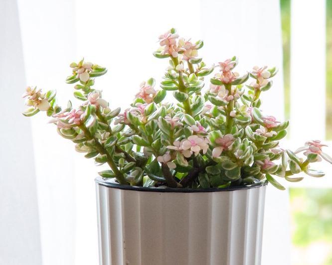 财运|再穷也要养盆它,招财运,旺家宅,越养越气派