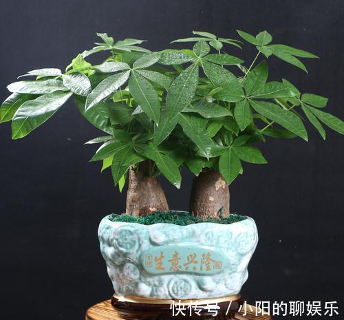 新手浇水过多,容易被淹死的几款花卉绿植,你家养了几种