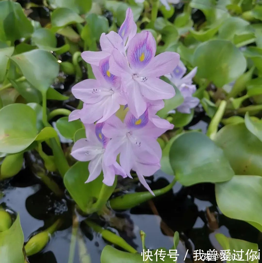 养花知识这花是个大“祸害”,20元一棵还有人买,到底为啥