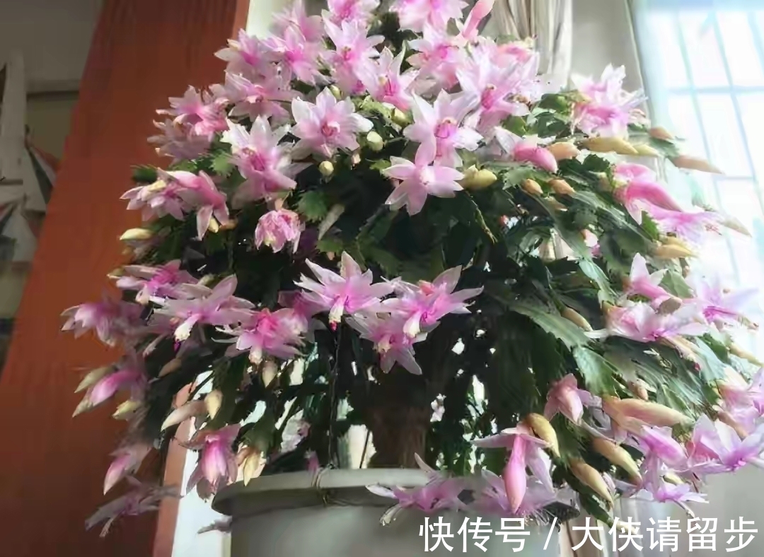 兰花|“人养花三年，花养人一生！”家居盆花100种，总有几款你喜欢