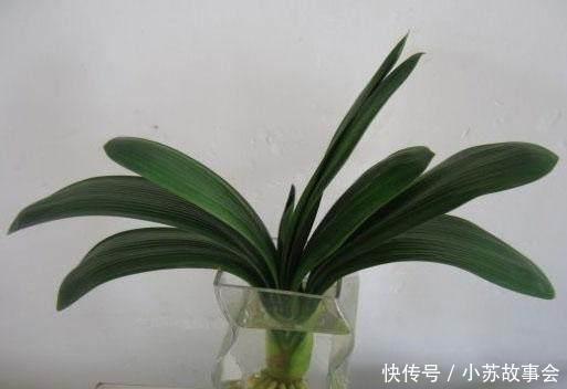君子兰别用土培了,烂根太严重,就用它养,再也不烂根!