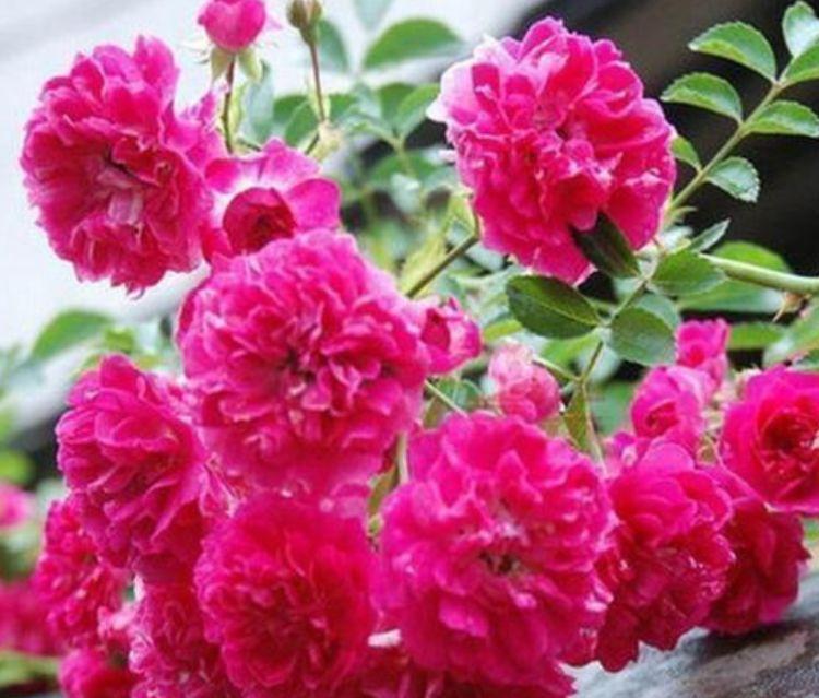 红木香红木香|4种花很漂亮,好养易活能爆盆,开花漂亮花期长,谁养谁喜欢