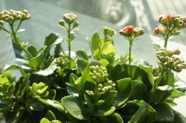 吸臭强性强的4种花,摆在卫生间里,杀菌驱虫,比清新剂还好用