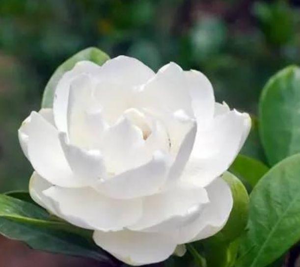 妖精铃|聪明人都养几种花,净化空气,文雅秀丽,颇具雅趣