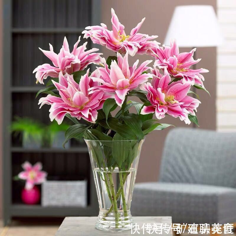 效果|啤酒水到底能不能浇花？石头测试了4个方法，看看有效果吗？