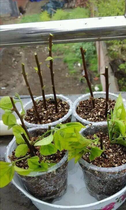 生根|扦插老失败?2个万能扦插法,插一根活一盆,简直太简单