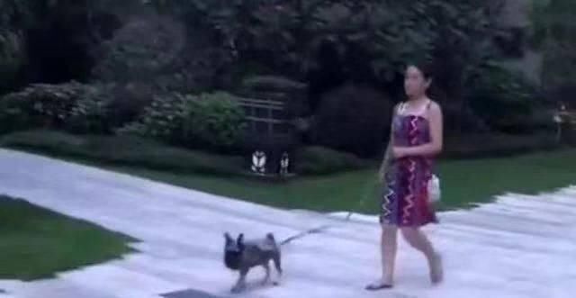 绳子|宝宝被妈妈用绳子牵着,遇到邻居牵着小狗,随后宝宝的举动太萌了