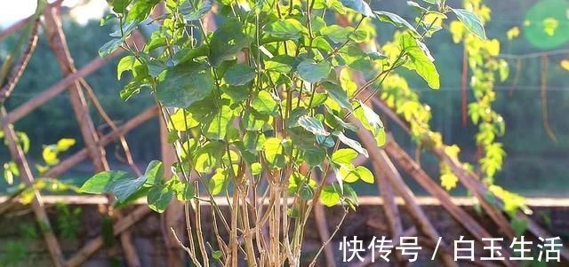 茉莉花这样养，新枝多花蕾多香味浓，自夏至秋开花不断