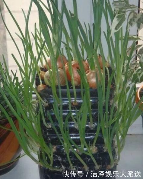 “空油桶”不要扔拿来种蔬菜,好养又漂亮,蔬菜多的吃不完!