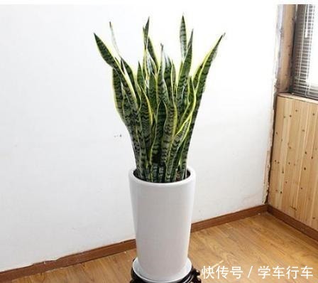 这5种花别放这些位置，放一盆死一盆，不是黄叶就是枯萎，快挪走！