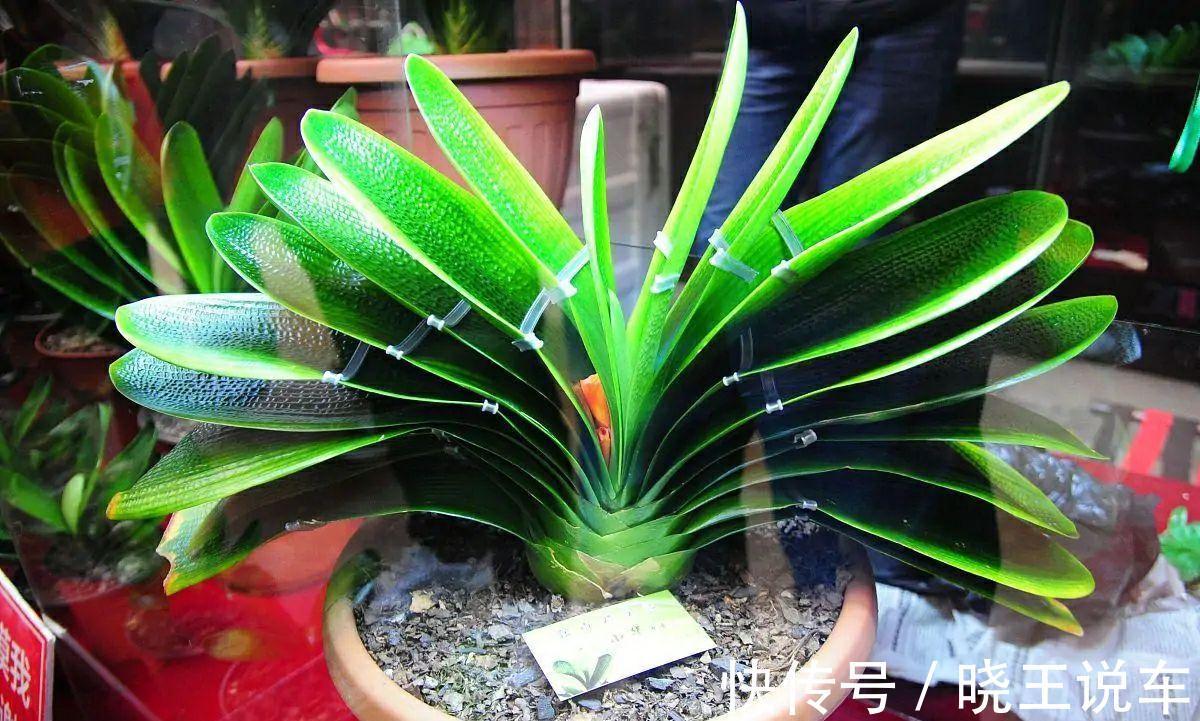 君子兰有点怪,爱吃三种肥,花朵艳丽又多姿,很漂亮