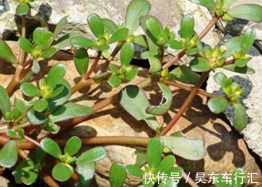 药性|马齿苋又被称为“长寿菜”,中医:常吃马齿苋有4大好处