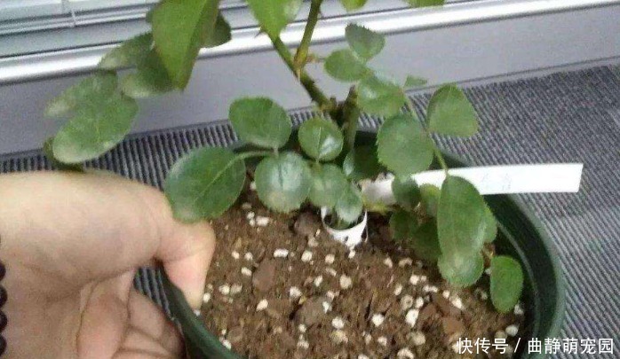 判断|别再固定时间给花浇水了！学会3种小方法，不再干根、烂根！