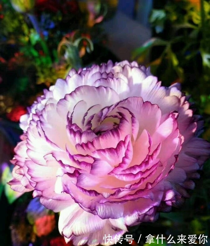 超好养的几款花朵,越浇水长得越旺,花开繁盛,烂漫又可人