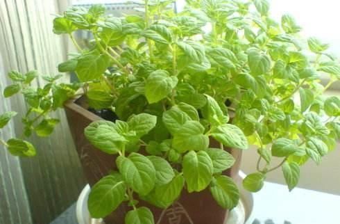 叶子|蚊虫最不喜欢这种花，家里养一盆，蚊虫不进门，我就养了3盆！