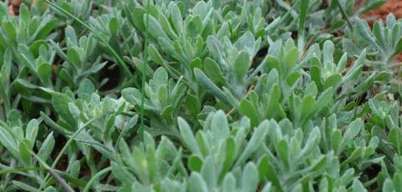 农村一种野草，清肺止咳、降压有奇效，路边见到了请珍惜