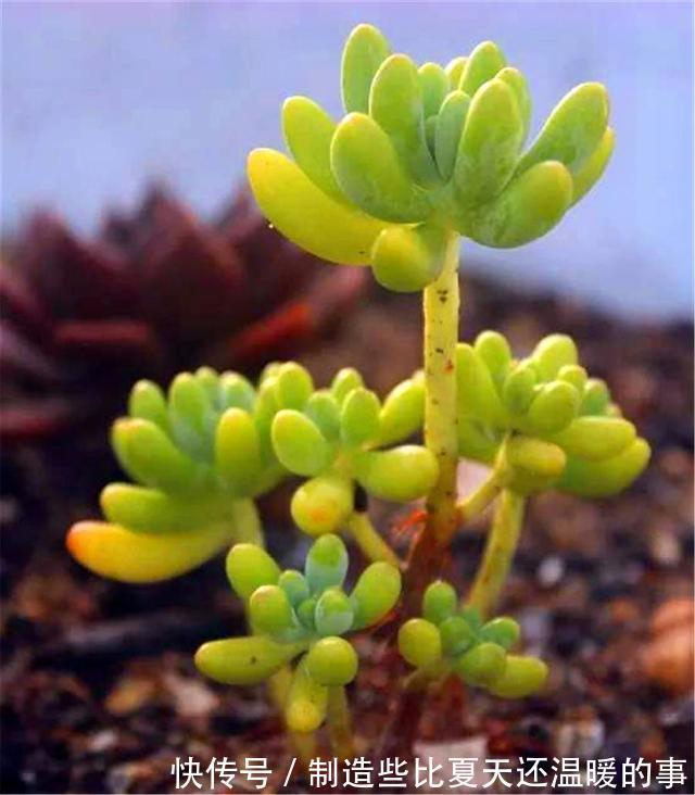多肉乙女心养护新方法,化整为零,养成果冻色大老桩