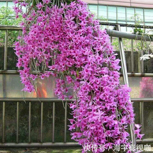 挂果|家里养盆“杀菌”花，精神轻松又清香，老中医经常养，错不了