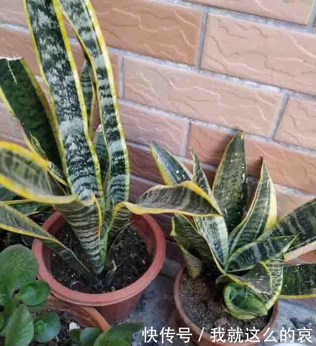 虎皮兰“僵住了”死活不长个,3个“舒服法”,新芽新叶嗖嗖冒!