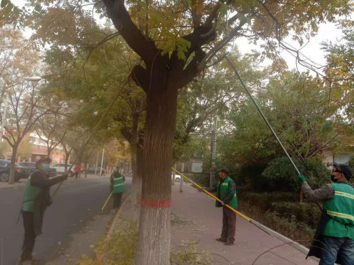 【文明播报】丰润区住建局:冬季绿化四步走 守护来年绿荫浓