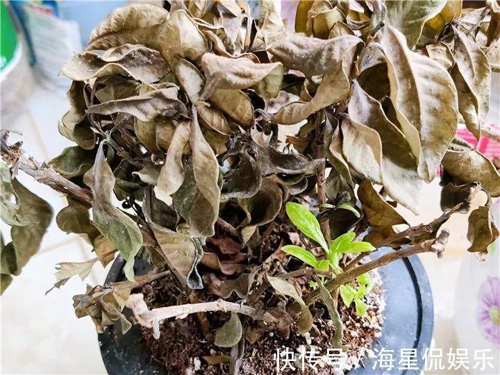 天后|10个养花的坏习惯，赶紧改，不然真是浪费钱！