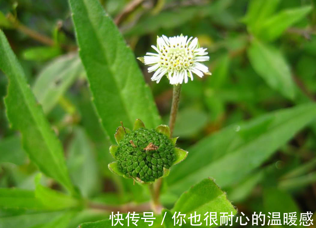 莲子草|农村里常见得一种野草,不仅能够凉血止血,还对心脑血管也有效用