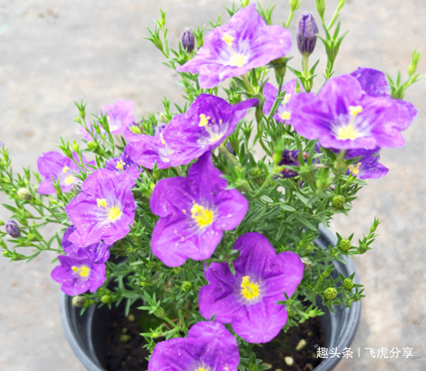 名副其实的爆花机,盆栽精品,花开大半年,好养易活还漂亮