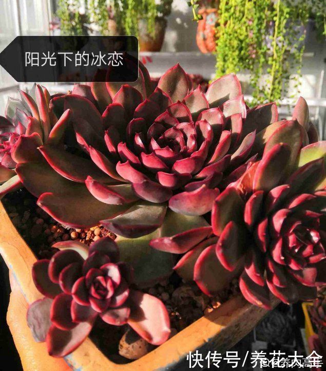 春天的多肉,长成一把大大扇子,看着就是爽